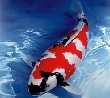 koi kapor, koi