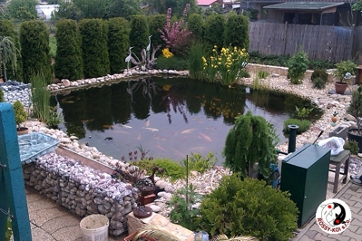 Záhradné jazierko s Koi kaprami v Hurbanove.