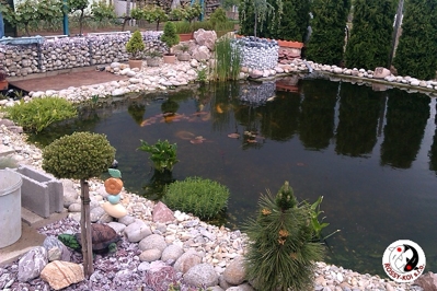Záhradné jazierko s Koi kaprami v Hurbanove.