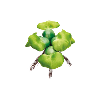 Plávajúci hyacint | ROSSY.sk